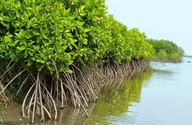 Tanaman mangrove sehat